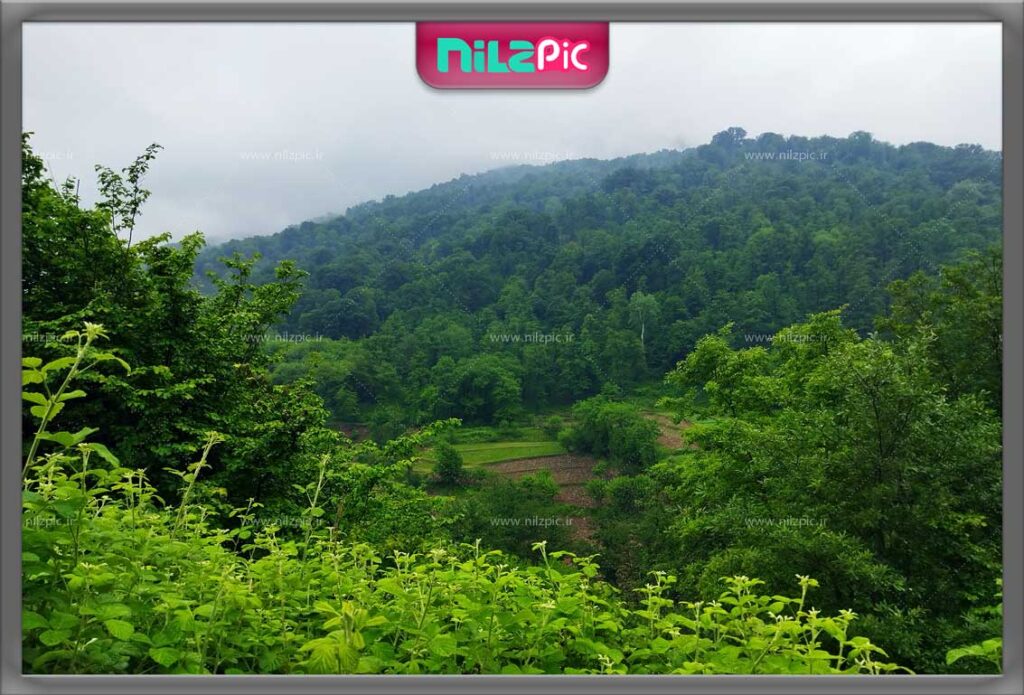 عکس باکیفیت طبیعت جنگلی