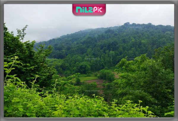 عکس باکیفیت طبیعت جنگلی