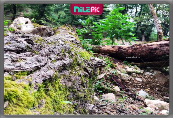 تصویر باکیفیت نمای نزدیک از تنه درخت